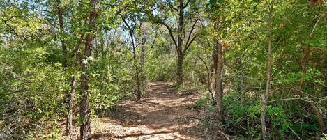 Camí boscós amb arbres i vegetació baixa.