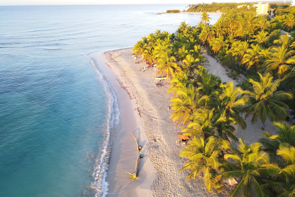 A beach with palm trees and a clear view of the ocean.