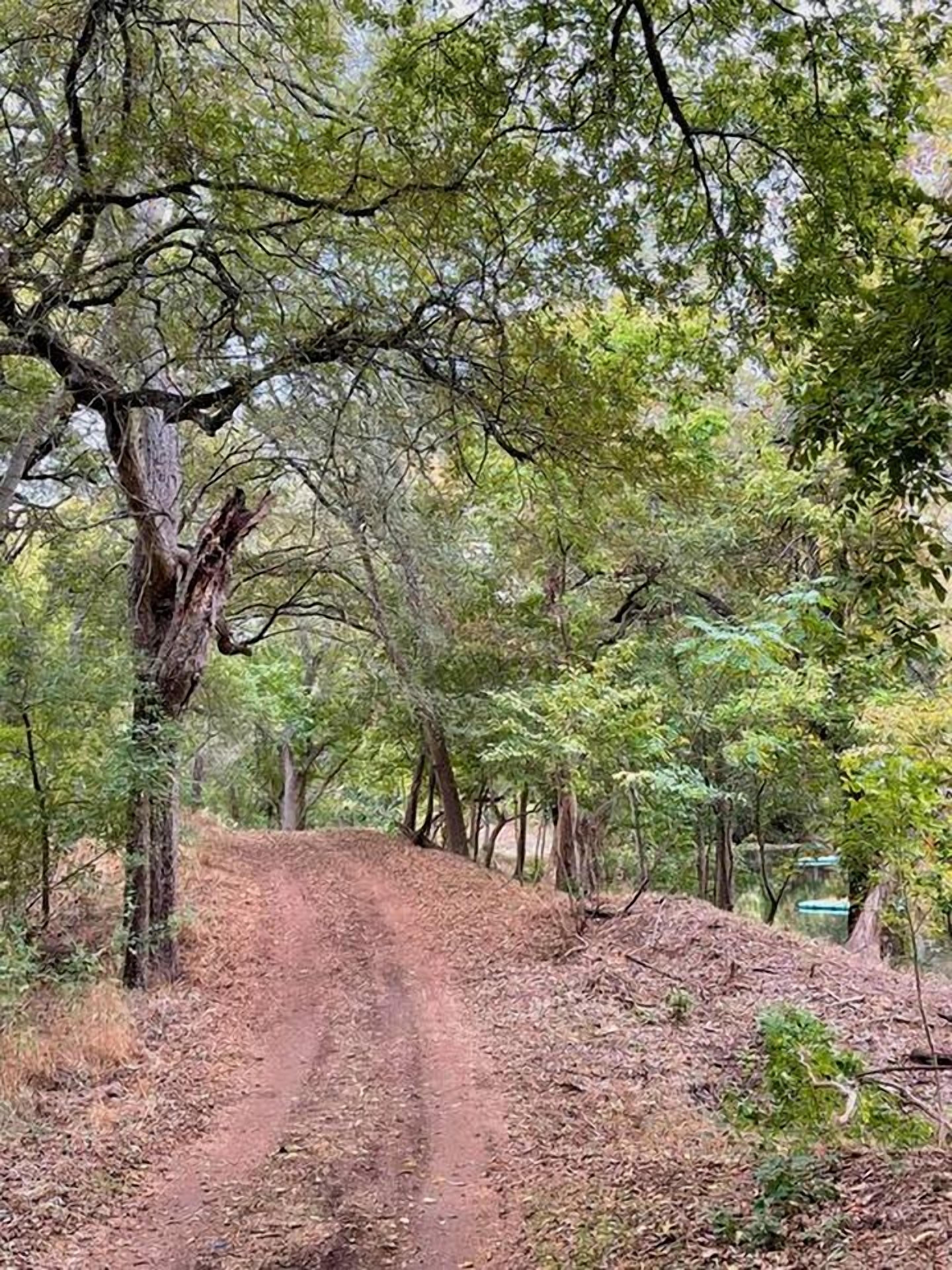 Un sendero de tierra rodeado de árboles en un bosque.