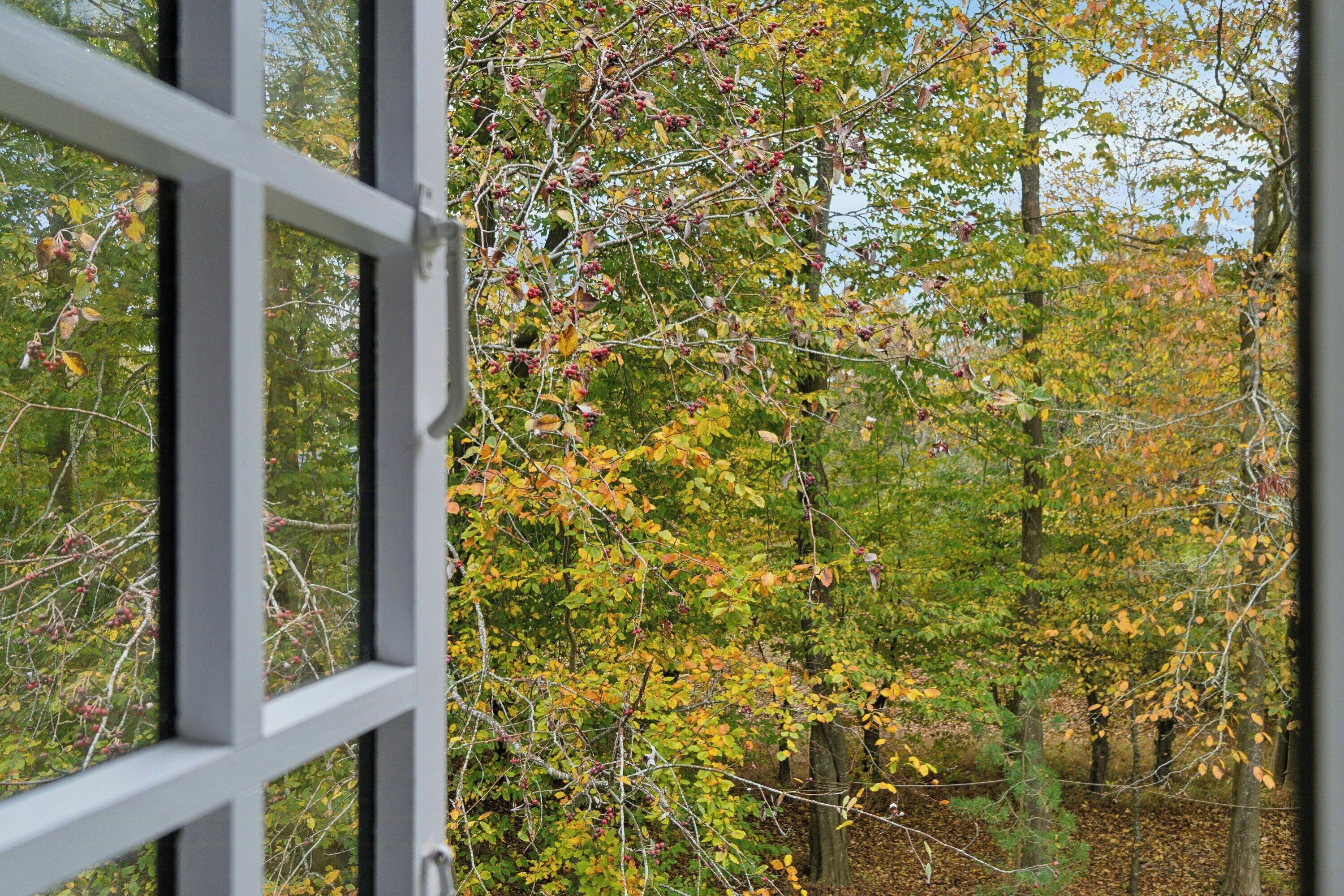 Ein Fenster mit Blick auf eine bewaldete Landschaft mit Bäumen und einem Zaun.