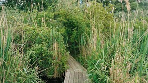 A narrow wooden pathway surrounded by tall grass and dense foliage. - Historic carriage house overlooking Havel (Werder (Havel))