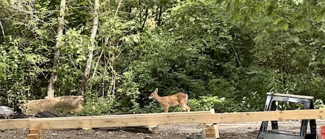 A deer in a wooded area with a wooden structure and a metal chair.