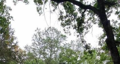 Beautiful Modern Tree House Cabin Surrounded by Trees for a Peaceful Romantic Getaway near Lone Oak, Texas