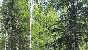 A portable toilet labeled 'Around the Clock Pumping' in a wooded area. - Peaceful Cozy Cabin Stay With Play Area Close To River For Fishing And Easy Outdoor Fun in Houston, Alaska (Houston)
