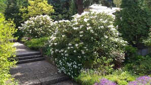 Un jardín con escalones de piedra, arbustos de flores blancas y flores moradas.