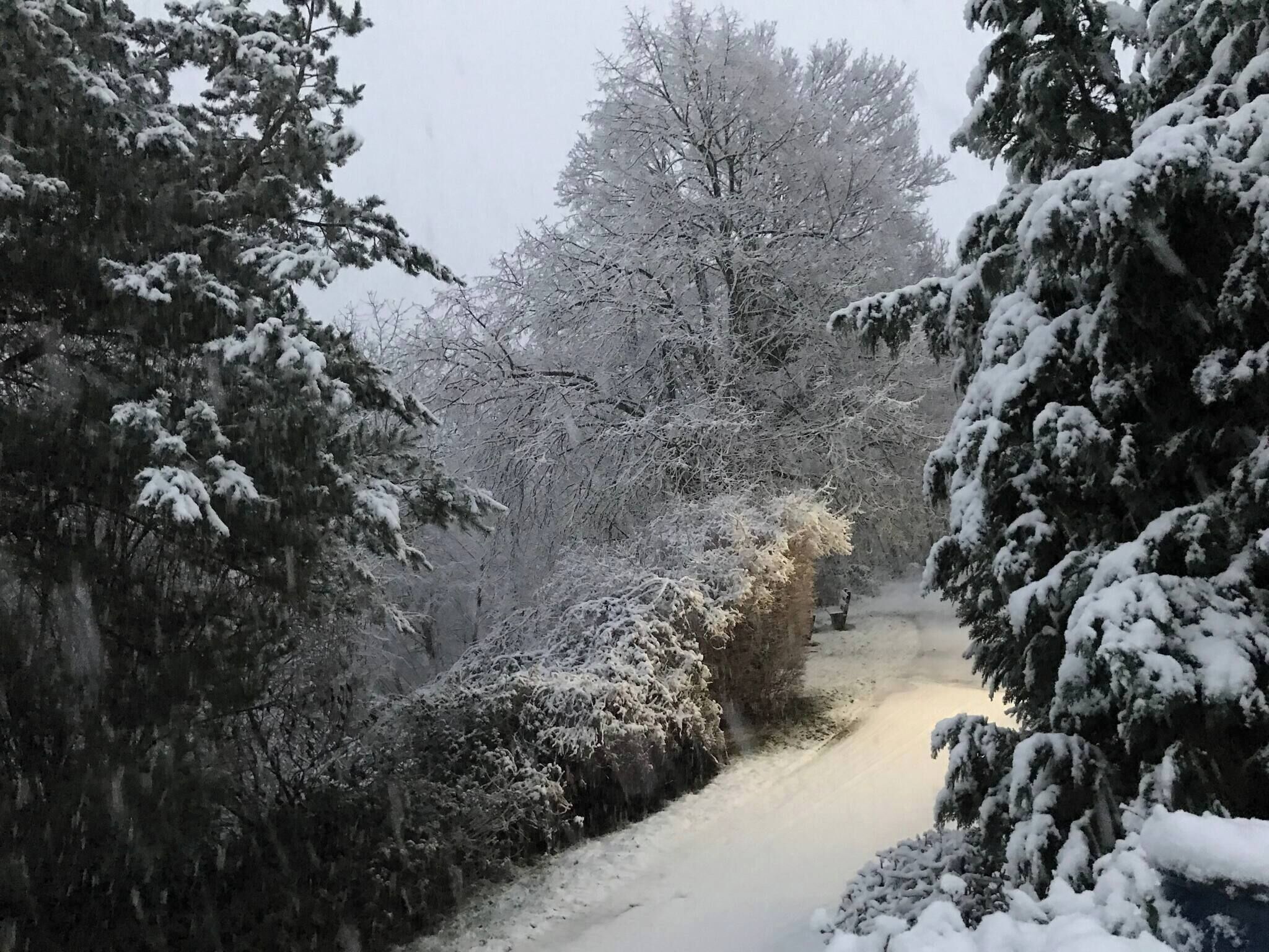 Lumipeitteinen polku, jonka molemmin puolin kasvaa puita ja pensaita.