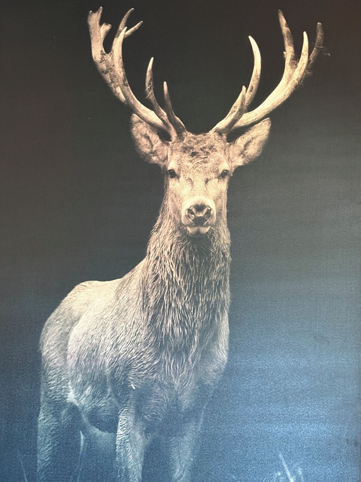 Host profile image