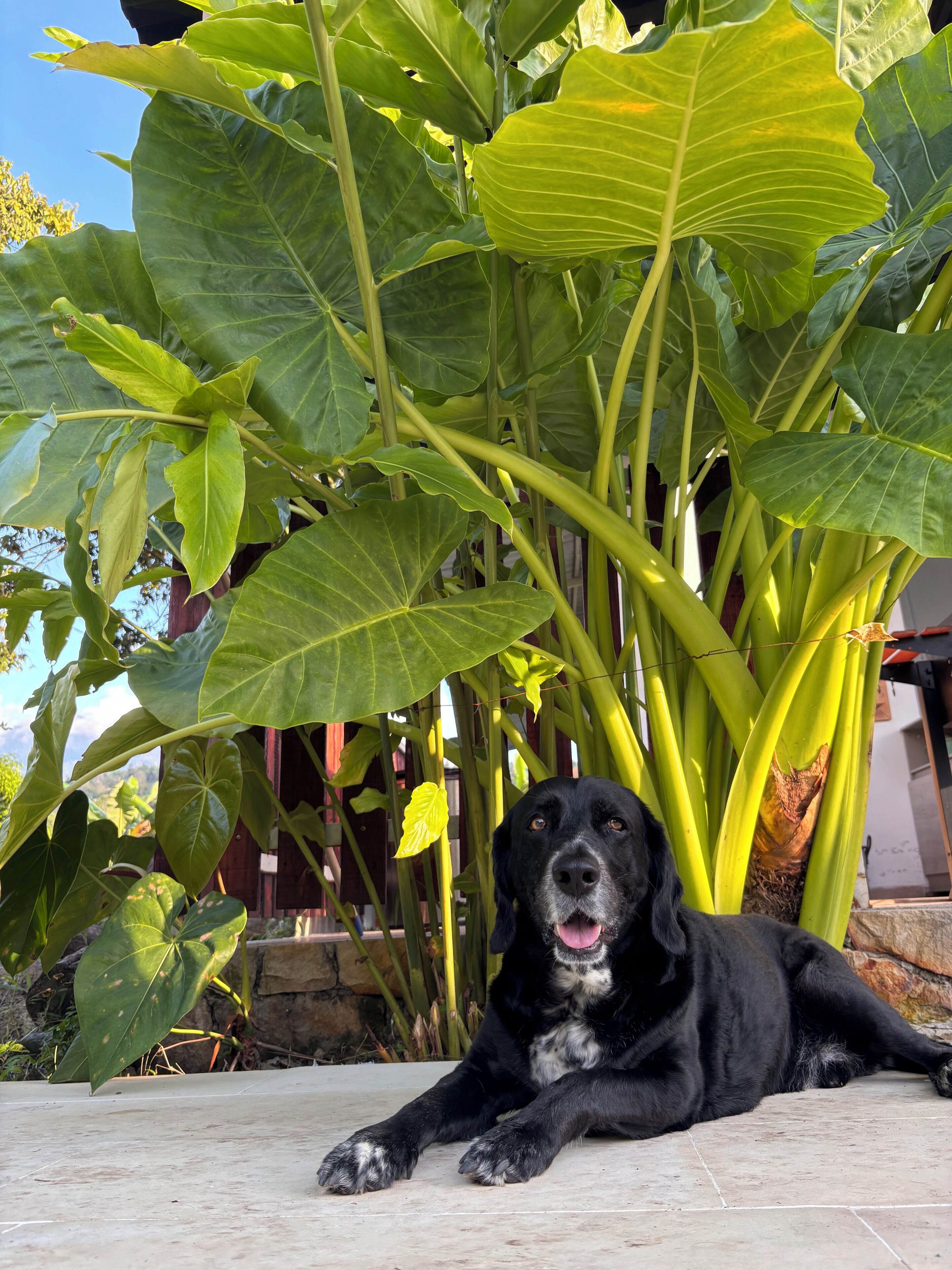 Un perro negro acostado sobre un suelo de baldosas, con hojas verdes grandes y una estructura de madera al fondo.