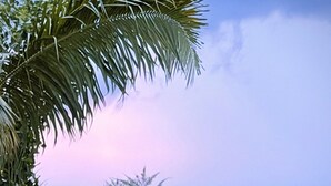 Una valla de madera, una palmera y vistas al océano.