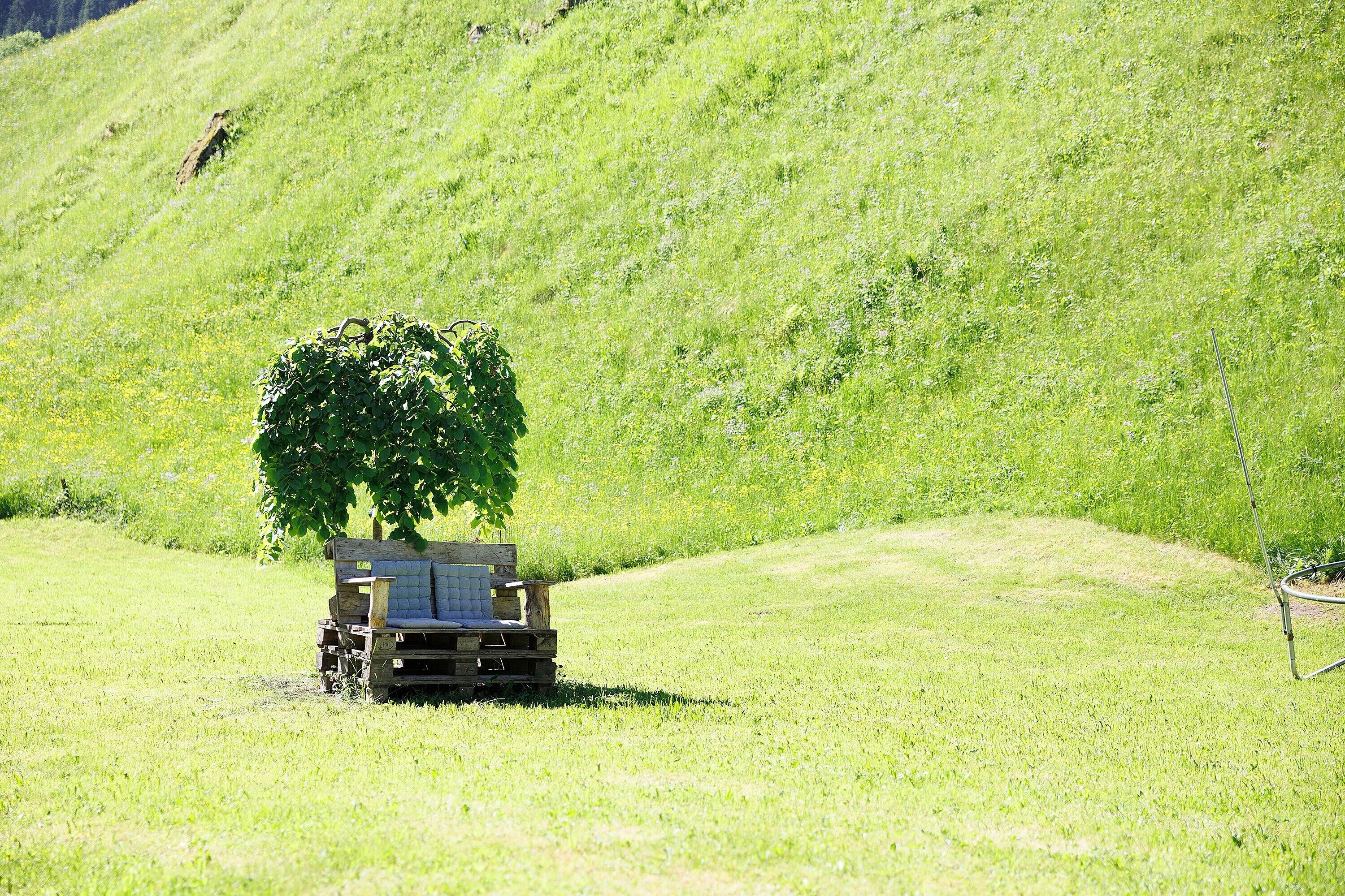 Un banc en bois, avec un arbre, dans un champ d’herbe.