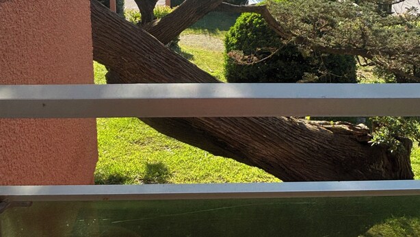 Blick durch ein Fenster auf einen großen Baum und ein Gebäude mit rotem Dach im Hintergrund.