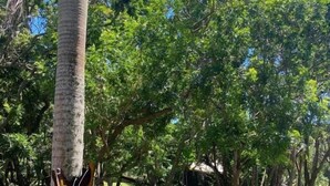 A pool surrounded by lush greenery and trees. - Little Creek Cabins (Port Edward)