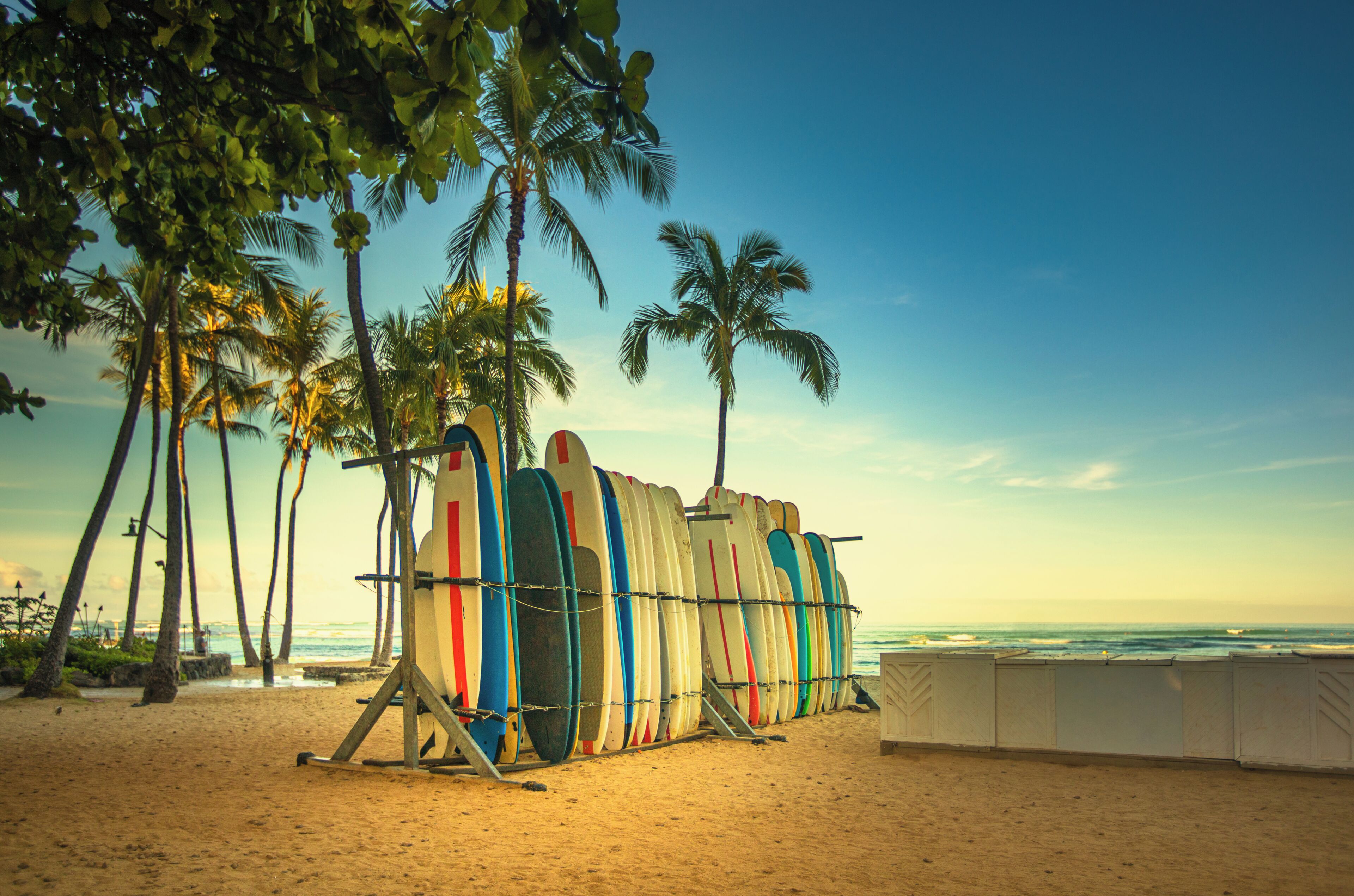 A row of surfboards on stands at a beach with palm trees and the ocean in the background.