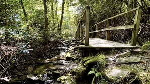 Un puente de madera sobre un arroyo en un bosque.