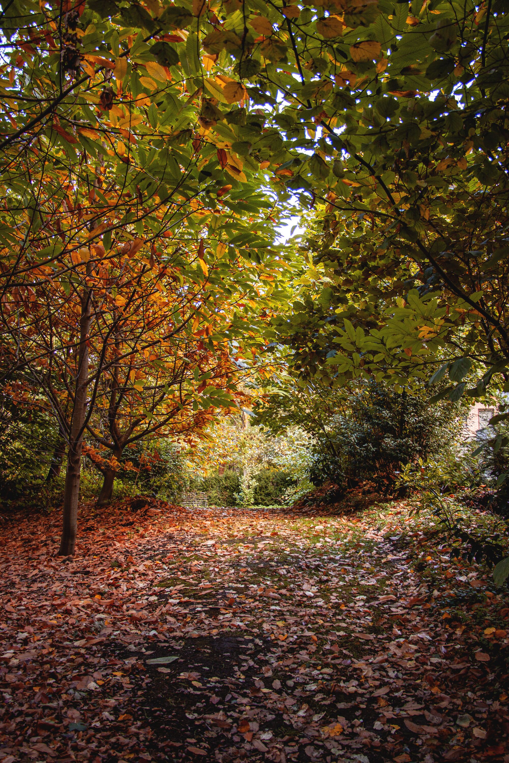 A pathway covered with fallen leaves, surrounded by trees with autumn foliage.