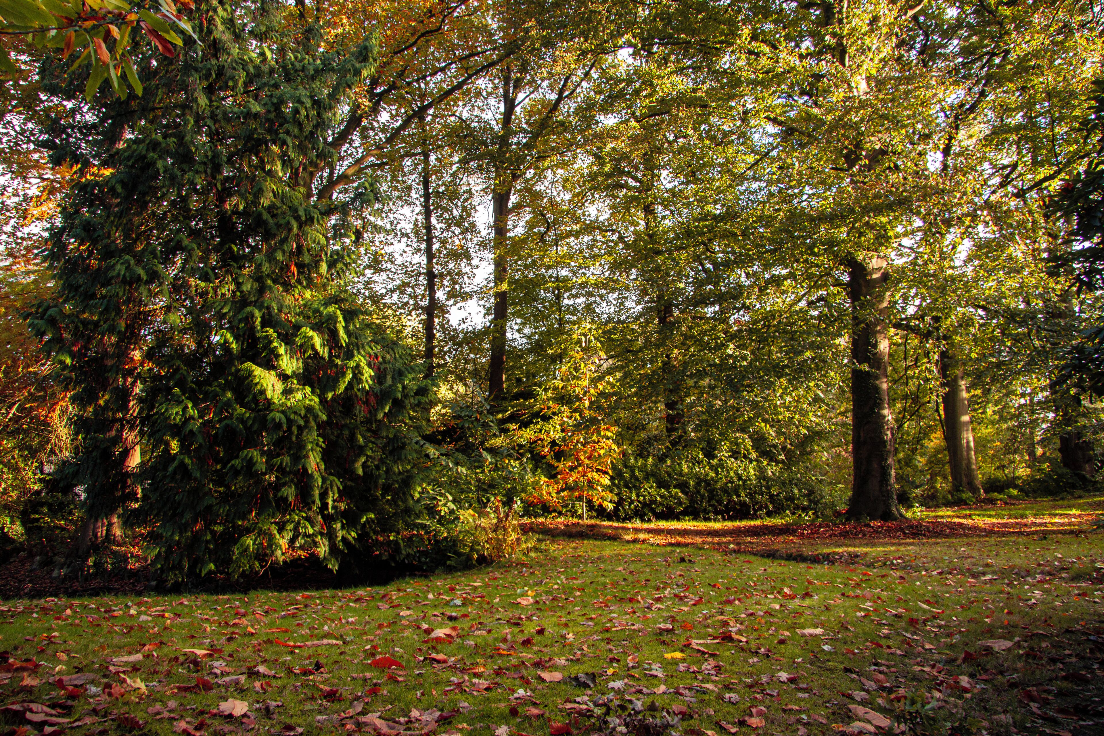Taman