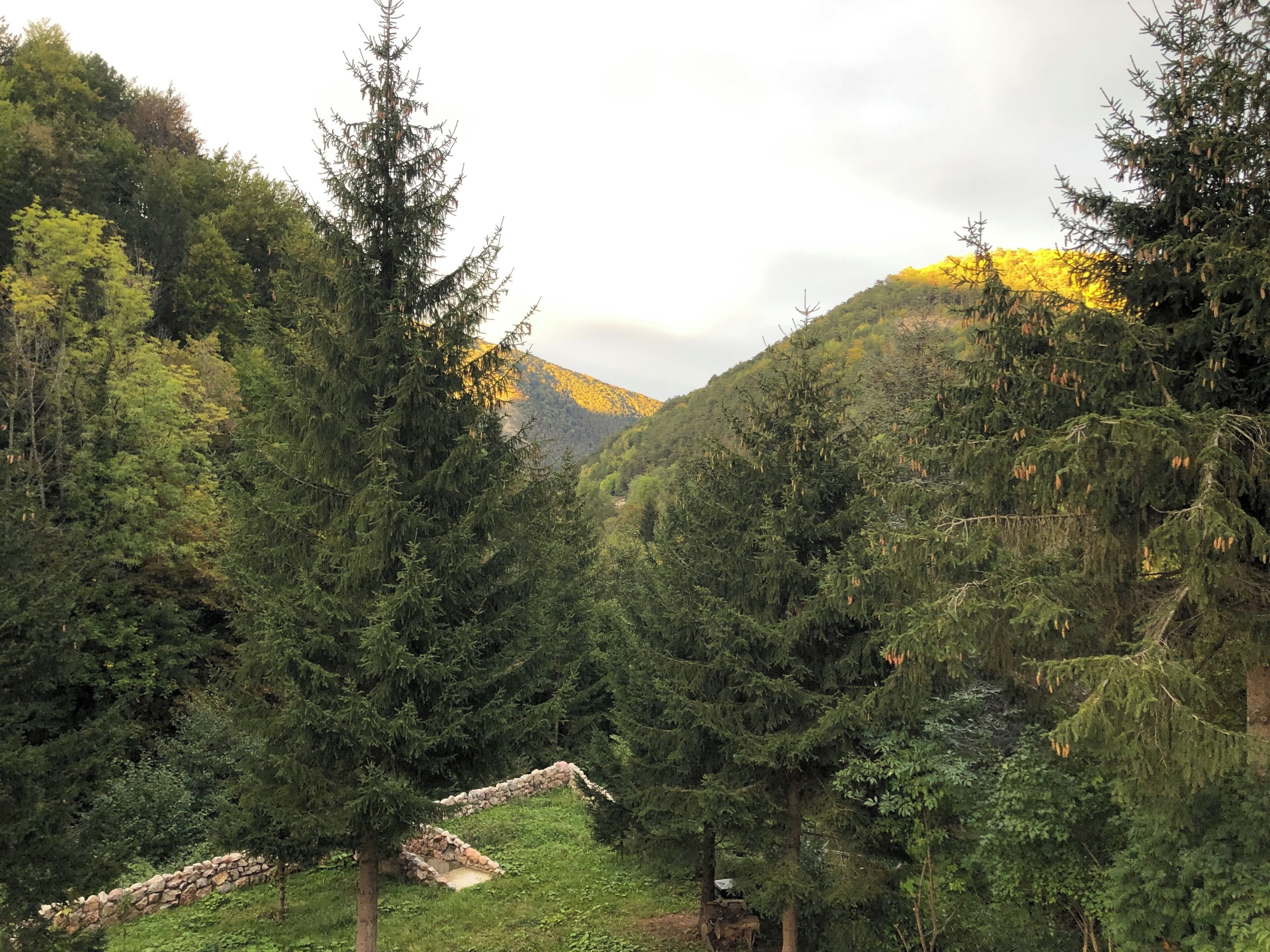 Eine natürliche Landschaft mit dichtem Wald, einer Steinmauer und einem Berg im Hintergrund.