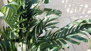 A potted plant with broad leaves in a well-lit outdoor area with stone walls and tiled flooring. - Villa Rossa (Agerola)