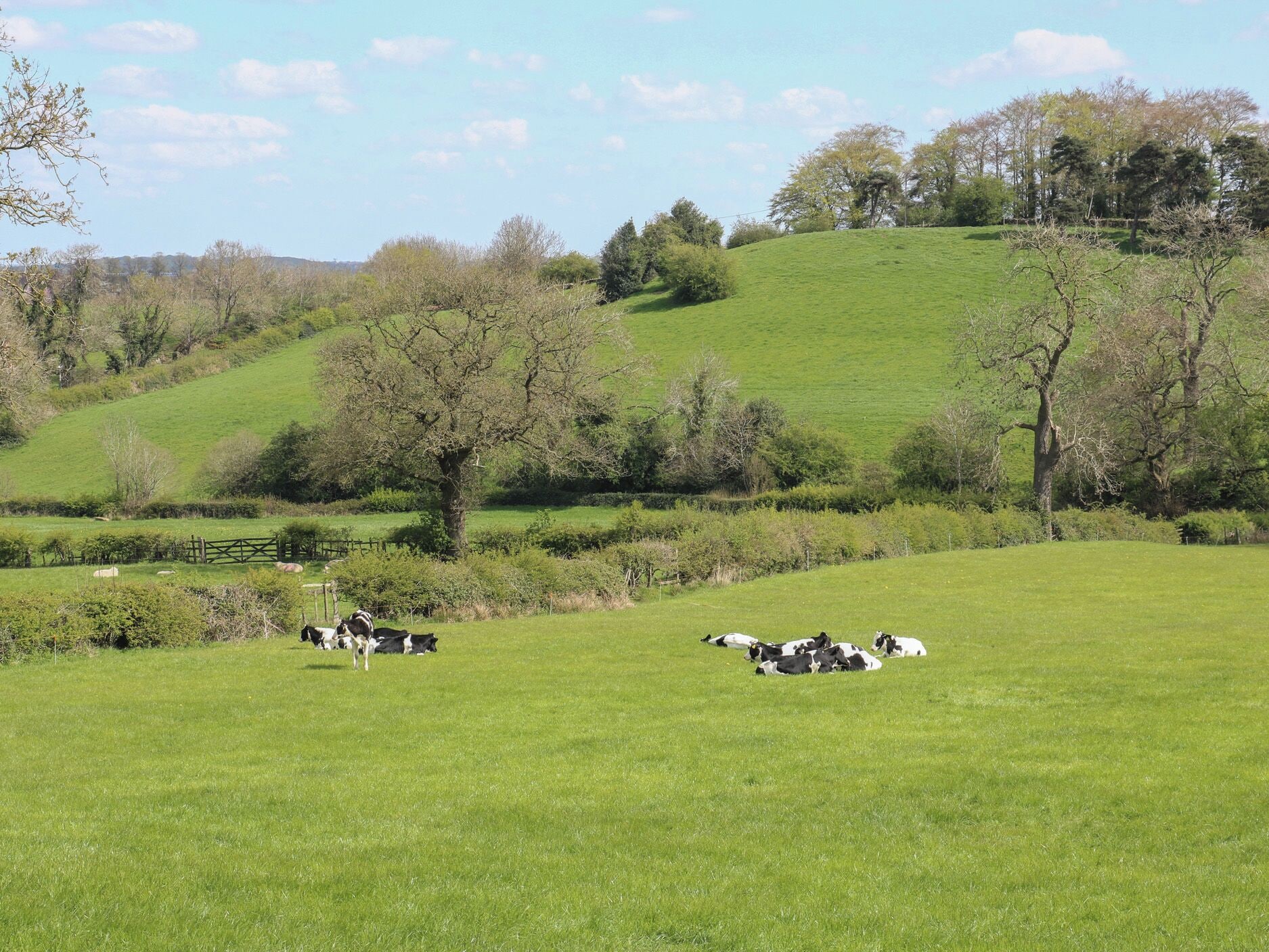 Paisaje rural con colinas onduladas, árboles dispersos y una cerca.