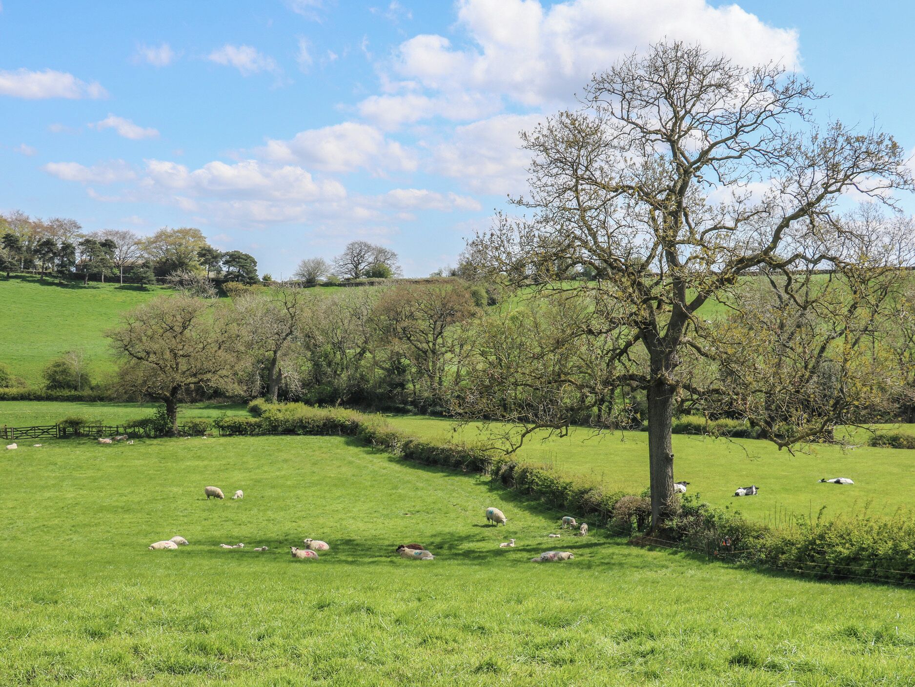 A rural landscape with a grassy field, trees, and a fence.