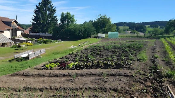 A rural landscape with a vegetable garden, a wooden bench, and a house with a metal roof.