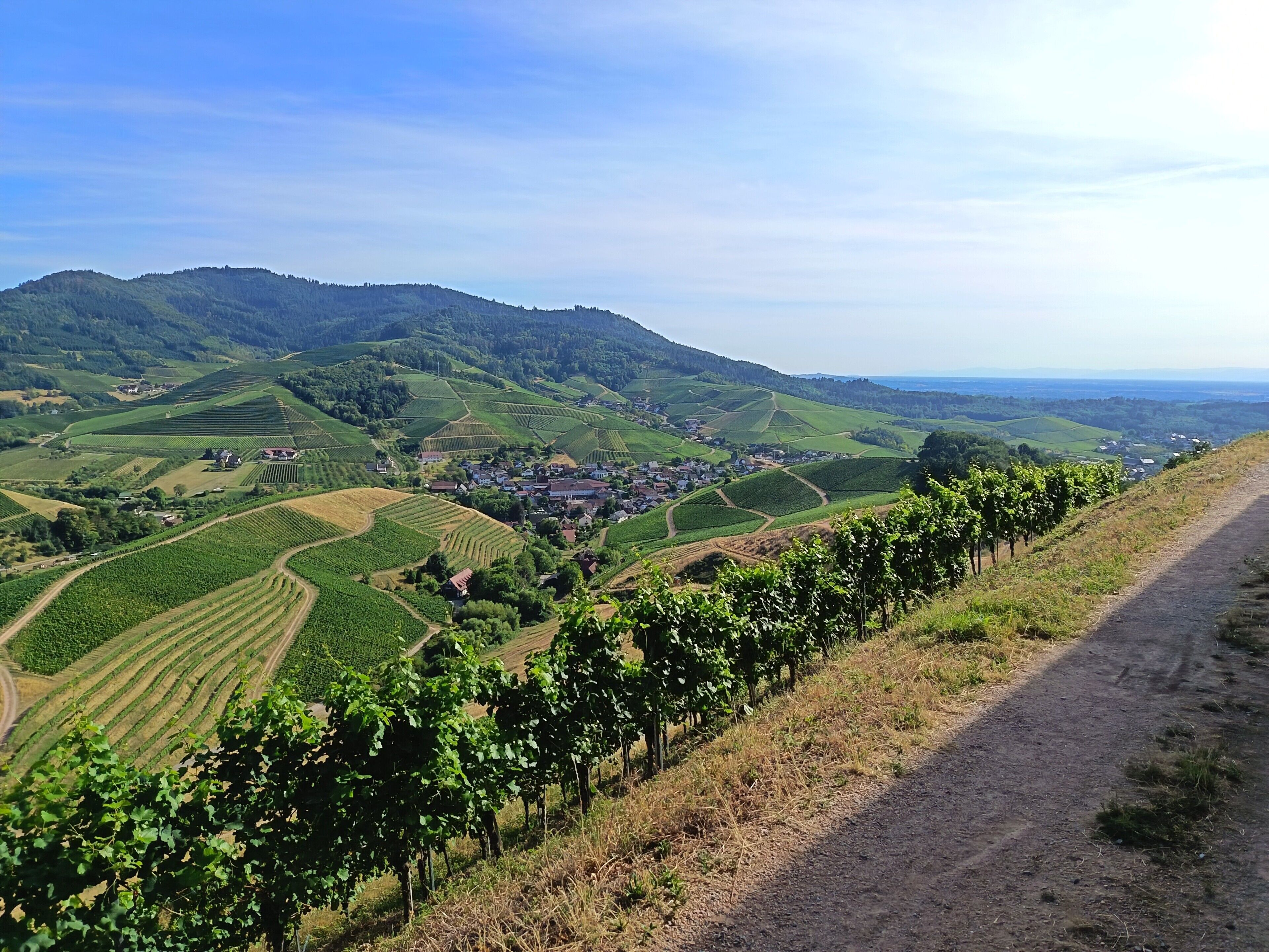 A vineyard with rows of grapevines and a small town in the valley.