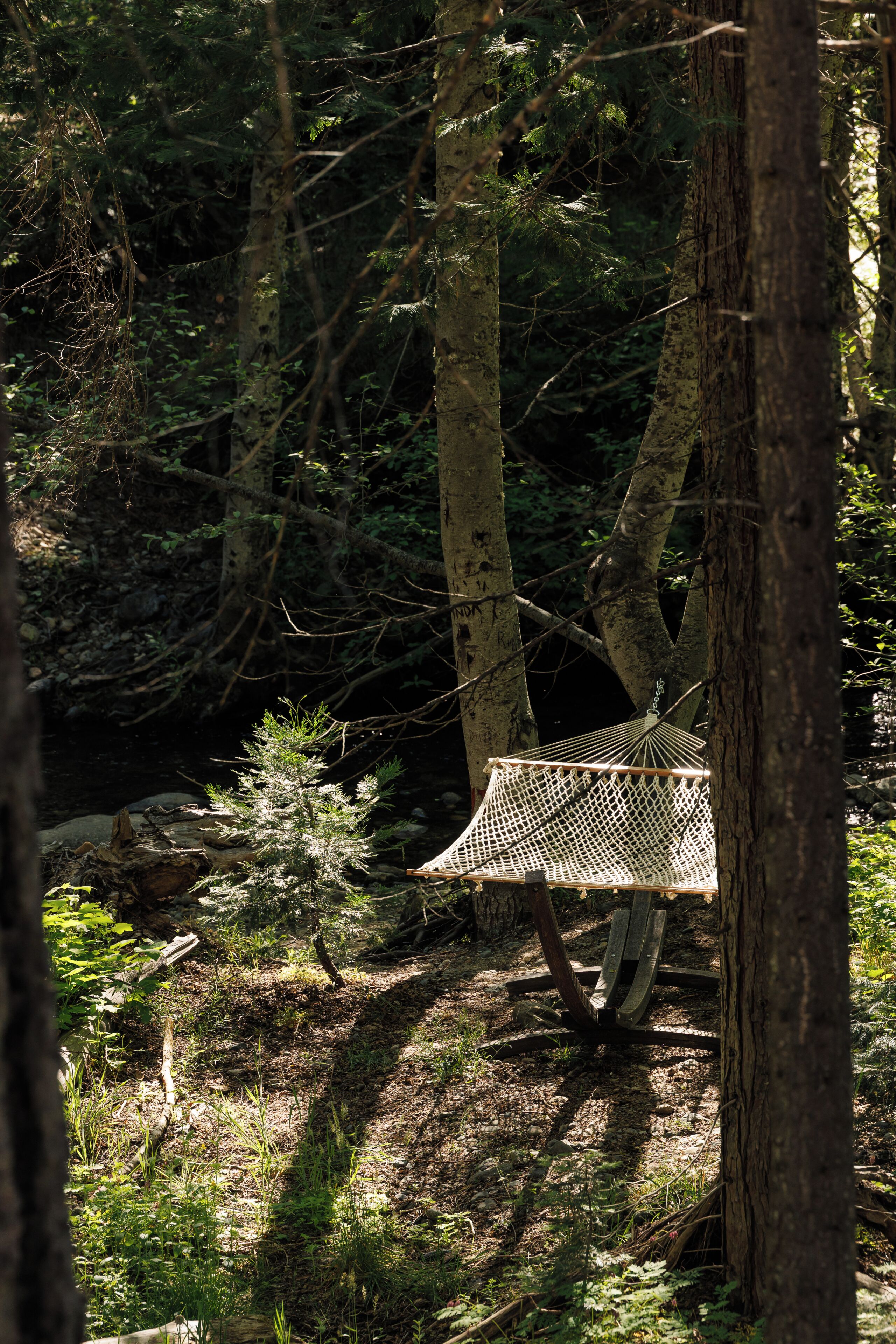 A hammock suspended between trees in a forested area.