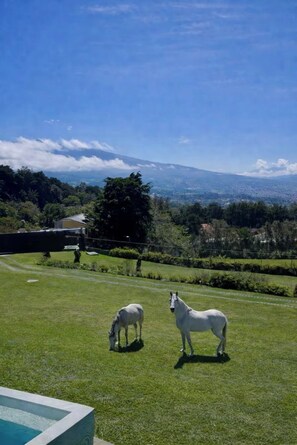 A grassy area with two white horses, a clear blue sky, and a distant mountain range. - AO Buena Vista Private Mountain Retreat (Concepción)