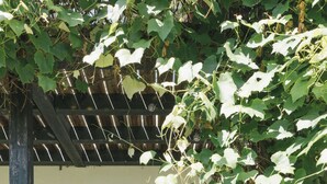 A wooden deck with a table and chairs, a pergola with climbing vines, and a white building with a door and windows. - Art Deco villa with Havel views in historic Werder (Werder (Havel))