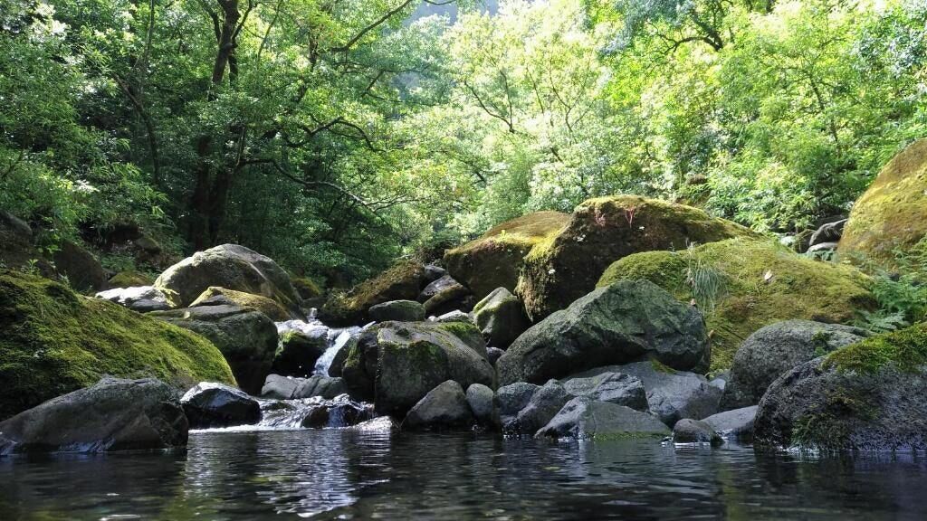 A natural landscape with a stream, rocks, and dense green foliage.