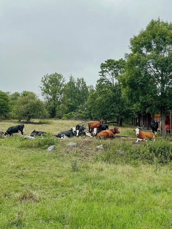 A rural landscape with cattle grazing and trees in the background. - Charming 1900s Cottage in Billinge Village (Norrtälje)
