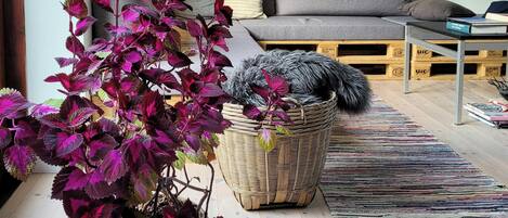 A living room with a sofa, a coffee table, a plant, and a rug.
