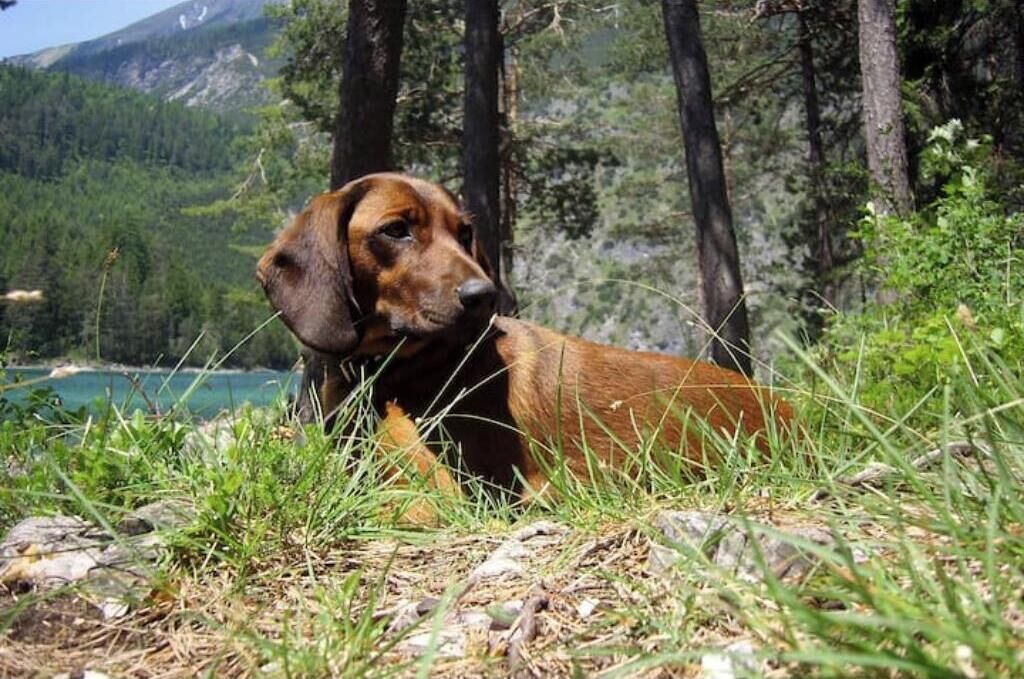 Ein Hund in einer natürlichen Landschaft mit Bäumen und einem Gewässer im Hintergrund.