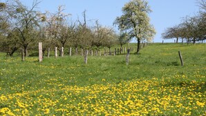 Un campo con flores amarillas y árboles.