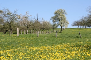Property grounds - Spacious, well-equipped apartment on the outskirts of the village.  Located directly on hiking trails. (Lindenfels)