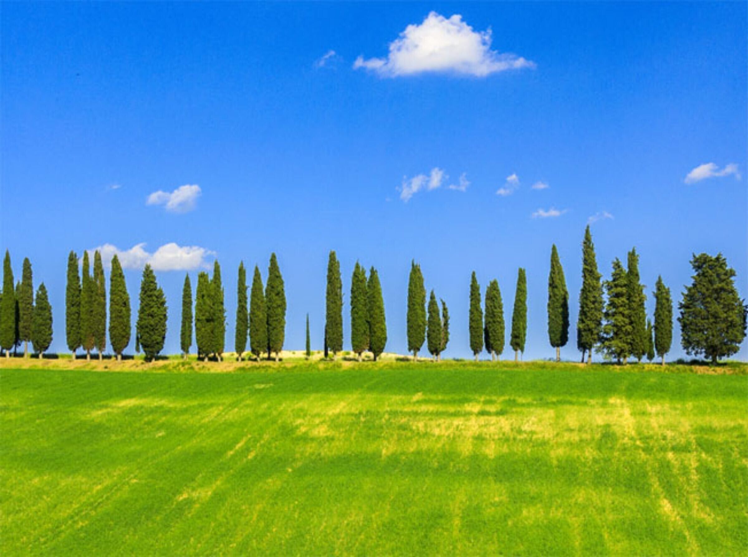 Paesaggio piatto con una fila di alberi e cielo azzurro intenso.