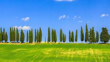 Paesaggio piatto con una fila di alberi e cielo azzurro intenso.