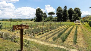 A vineyard with rows of crops and a sign that reads 'Orto e Pallio.'