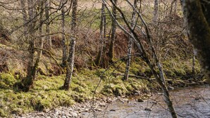 A natural landscape with a flowing river, rocks, and trees.