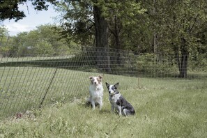 Two dogs sitting in a grassy area with a wire fence in the background. - Winchester KS Farmhouse Near KC - 3BR Country Home (Winchester)