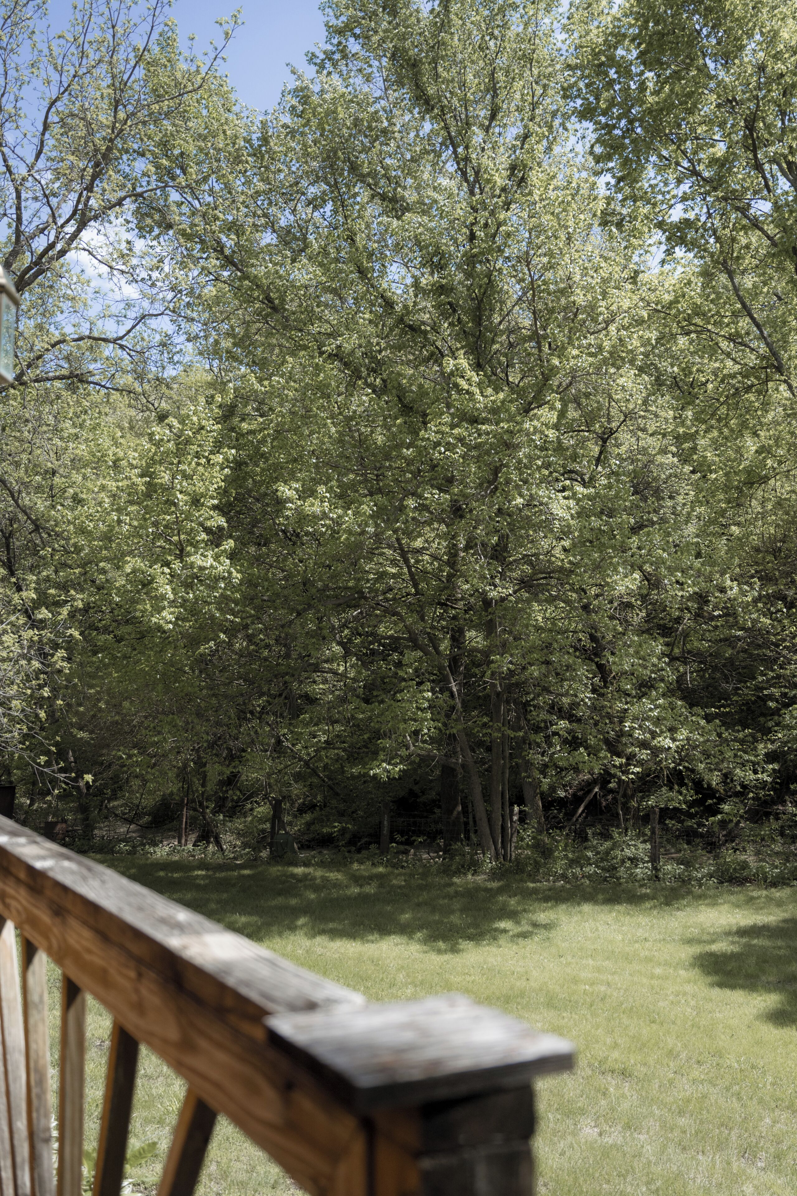 A wooden deck with a grassy area and dense trees in the background.