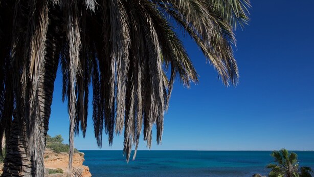 Een strand met palmbomen, blauwe lucht en een rustige zee.