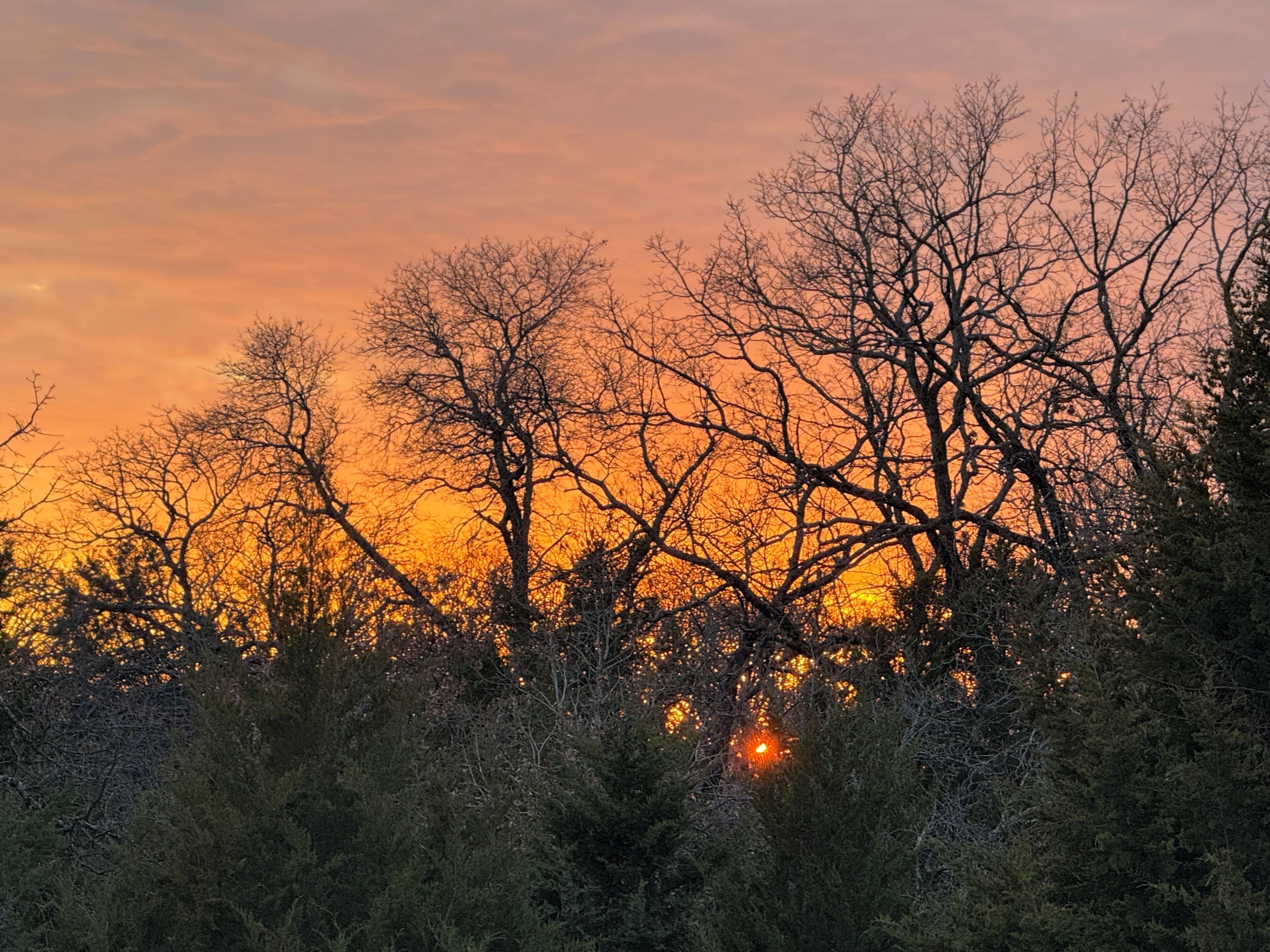Un atardecer con siluetas de árboles y cielo despejado.