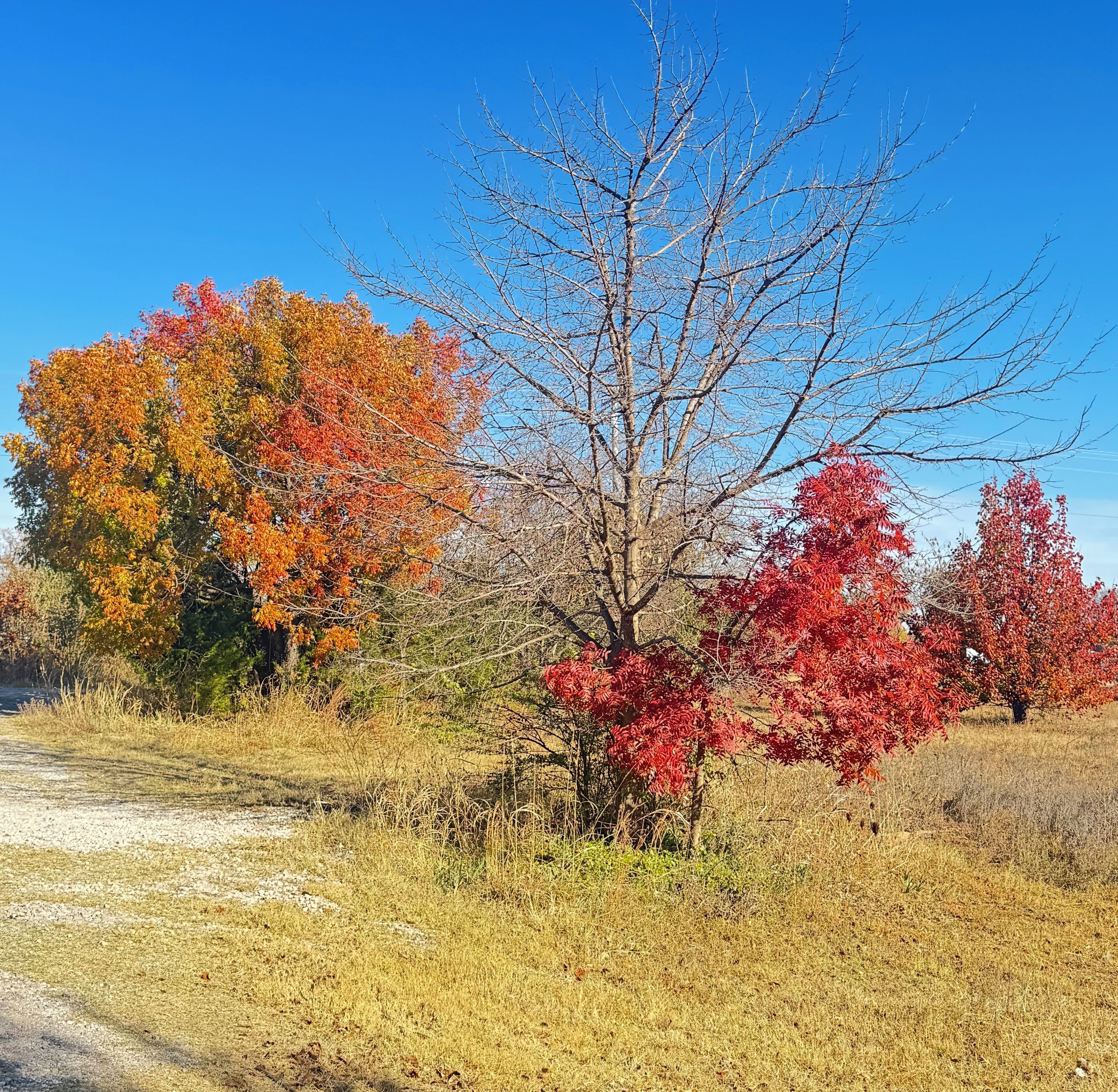 Un paysage naturel avec des arbres aux couleurs automnales, un ciel dégagé et un sentier de terre.