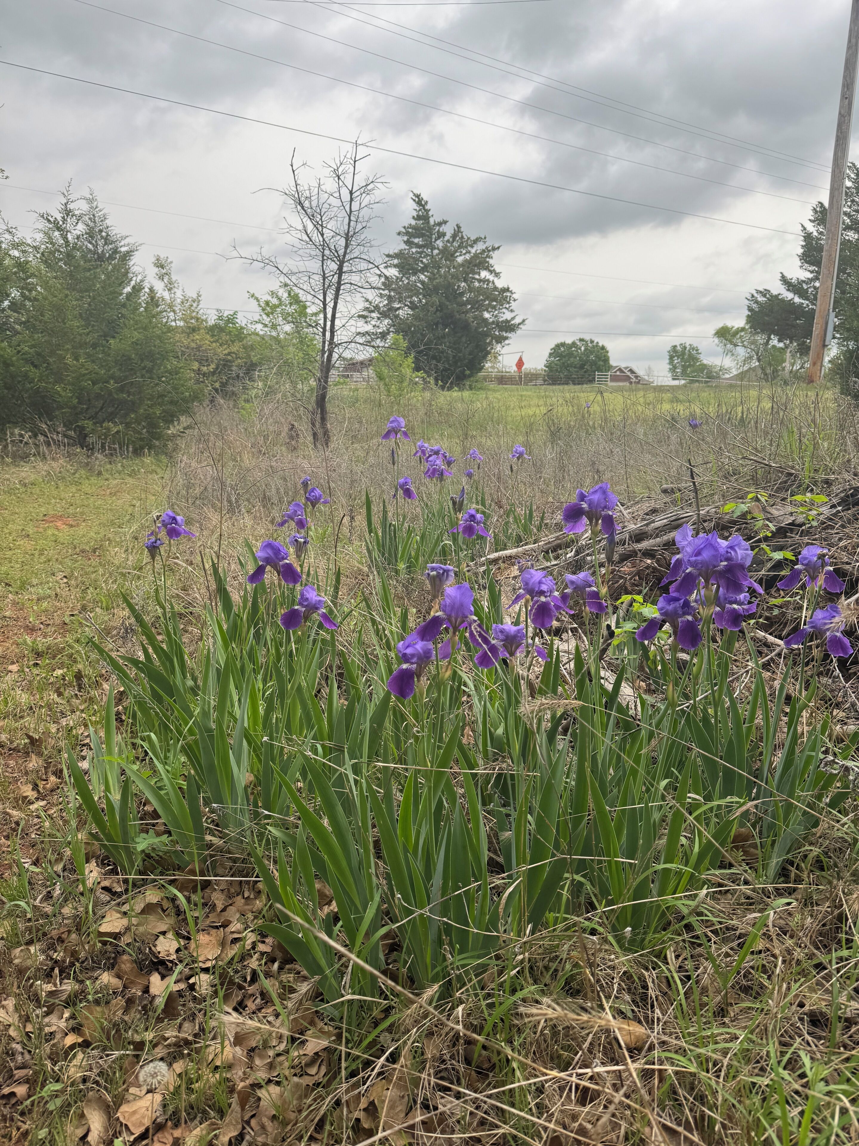 Een veld met paarse bloemen en een landelijk landschap.