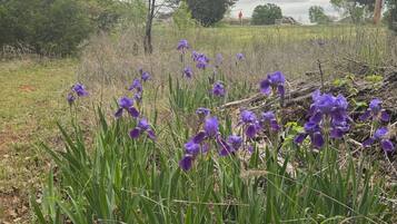 Een veld met paarse bloemen en een landelijk landschap.