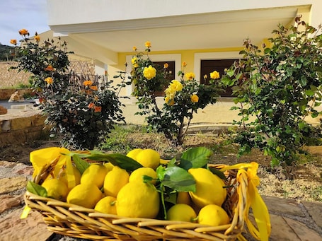 Property grounds. Άνετος οικογενειακός χώρος στην Αγία Ερμιόνη Χίου λίγα λεπτά από την παραλία!