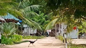 Un pavo real caminando por un sendero de tierra rodeado de vegetación y edificios.