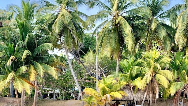 A beach with palm trees, clear water, and a thatched-roof hut with white chairs.