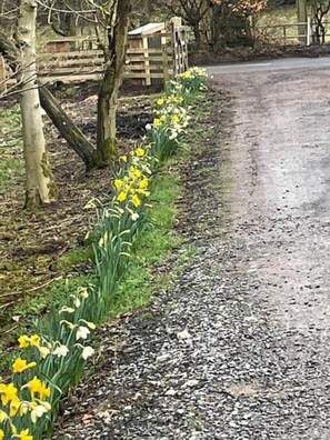 Property grounds - Hootsman at Abbey Farm Cottage (Rosedale Abbey)